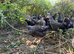 FREE RANGE POL HENS &ndash; AVAILABLE NOW