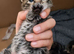 Mainecoon x bengal kittens