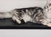 Maine Coon Tica registered