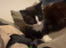 BLH kitten