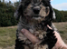 6 adorable pups ready for thier new homes