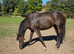 Retired Racehorses Available