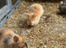 3 beautiful bunnies
