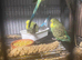 Exhibition budgies  baby&rsquo;s