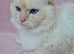 Ragdoll kittens