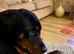 Female Rottweiler-Savvy Home Needed