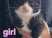 Tuxcedo girl kitten