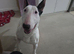 Female bull terrier 4 years