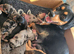 Miniature Jackshund