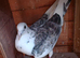 Collared racer pigeons for sale.