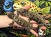 Leachianus at Wicked Exotics