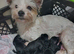 Stunning Yorkshire terrier puppies, traditional & scruffy wire haired available