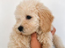 Gorgeous Cockapoo puppies