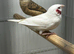 2 pair of albino cutthroats