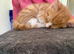 Urgent rehoming kittens
