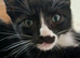 Stunning Siamese x Maine Coon Kittens - READY NOW
