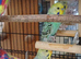 Bonded pair of budgies