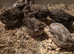 Button quail young