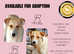 Avis... mixed breed shy girl.