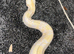 Albino boa