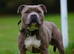 Staffordshire bull terriers