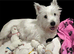 West Highland Terrier Pups ready for new home now