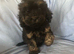Black and Tan Cockapoo