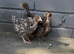 4 bantam chickens