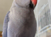 Jewel the Indian ringneck