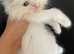 Persian kittens