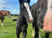 Irish Draught Colt