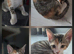 Mixed Breed kittens for sale