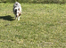 Shetland sheepdog blue Merle available for stud