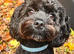 Black Cavapoo f1 for stud