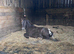 Dartmoor Hill pony for sale