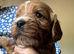 Beautiful Cockapoo F1 Pups