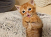 Kittens for sale