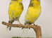 Proven Crested Canary pair canary