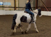 12.2hh coloured cob type mare