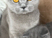Quality pedigree British shorthair kittens
