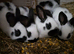 Pure breeds