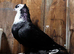 Iraqi basra pigeons male