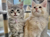 Pedigree Maine coons