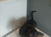 Dachshund puppy boy miniature ready now