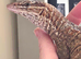 Red Ackie Monitor male