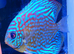 Discus - Breeding pair &pound;100