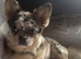 Frenchie x Chihuahua