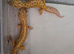 adult breeding pair