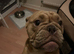 Exotic female Bulldog