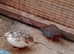 Chinese quail